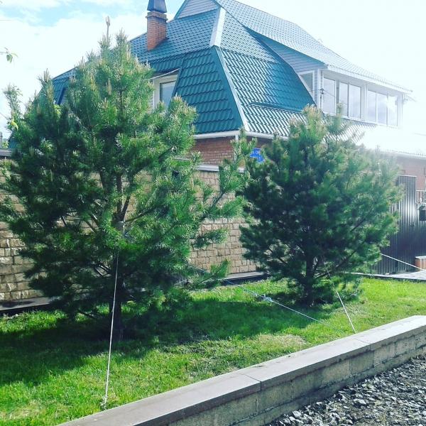 Саженцы Кедра,  Ели,  Сосны. — фото 3